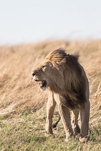 lion in the wind