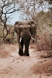 elephant walking on sand road